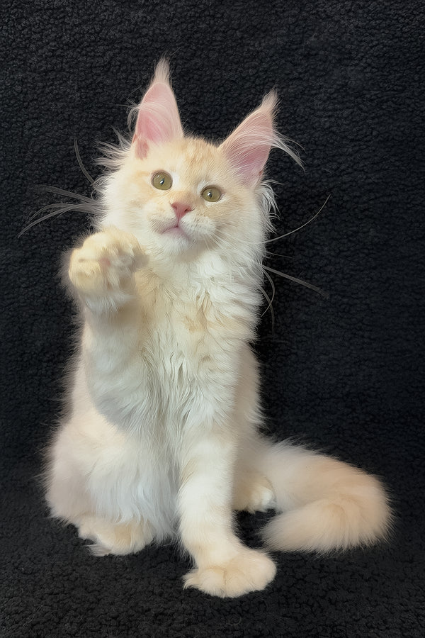 Orion | Polydactyl Maine Coon Kitten