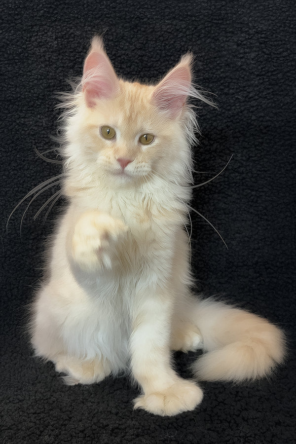 Orion | Polydactyl Maine Coon Kitten