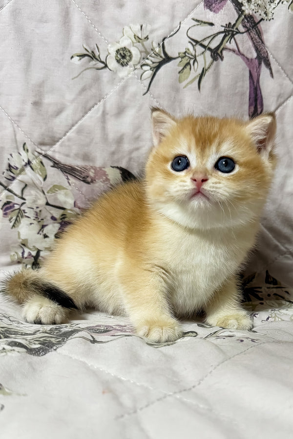Oscar | British Shorthair Kitten