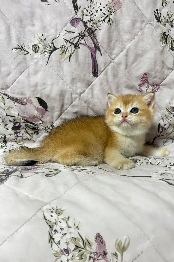 Oscar | British Shorthair Kitten