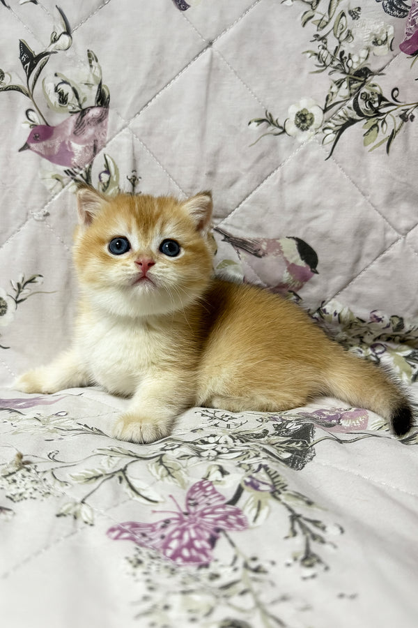 Oscar | British Shorthair Kitten