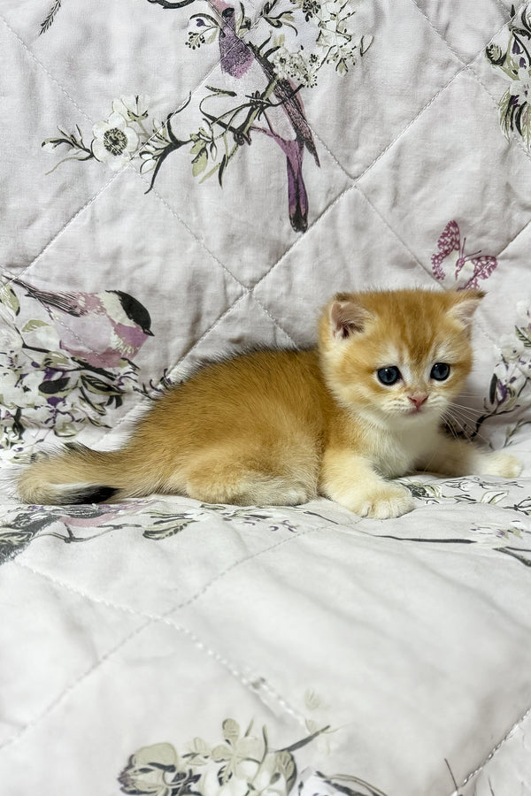 Oscar | British Shorthair Kitten