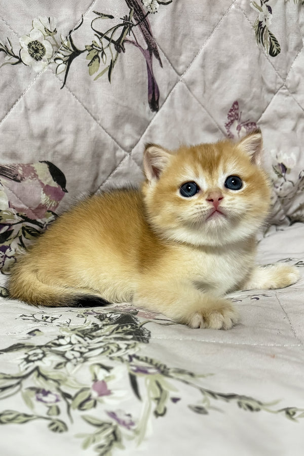 Oscar | British Shorthair Kitten