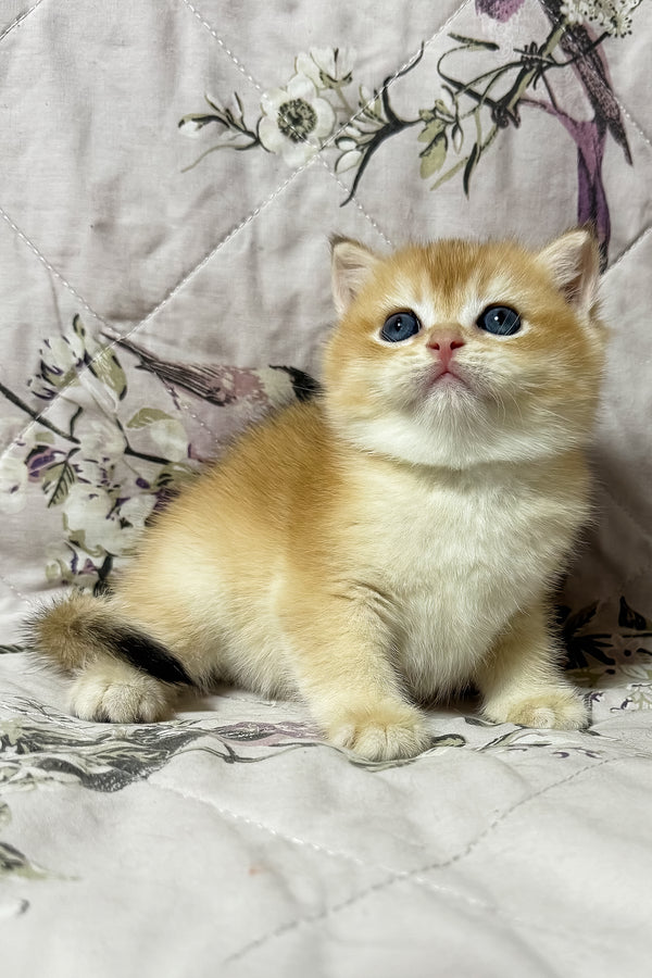 Oscar | British Shorthair Kitten