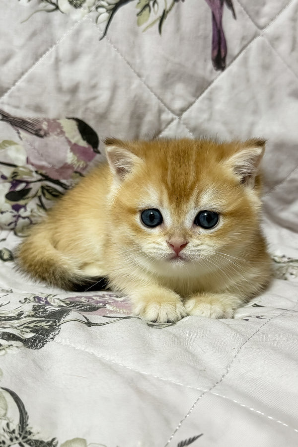Oscar | British Shorthair Kitten