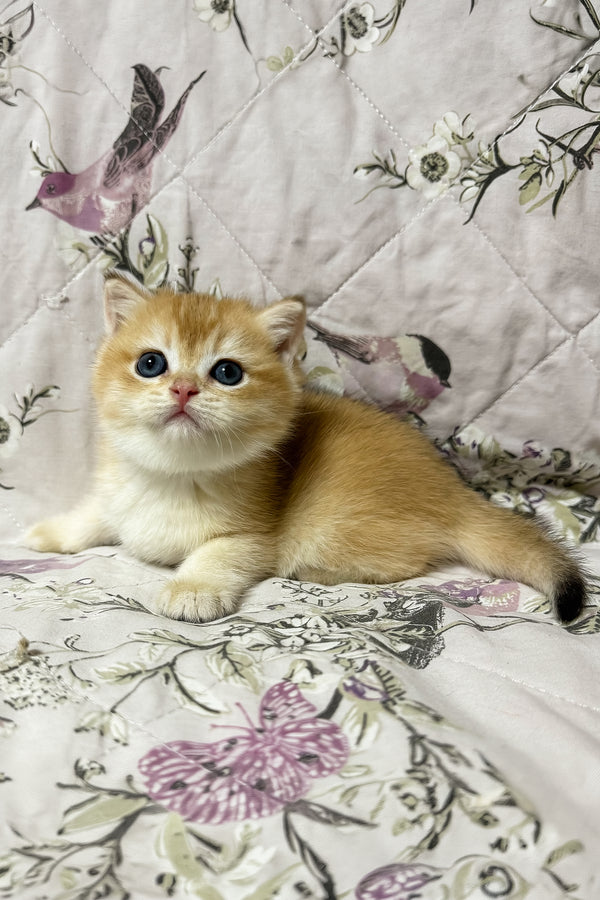 Oscar | British Shorthair Kitten
