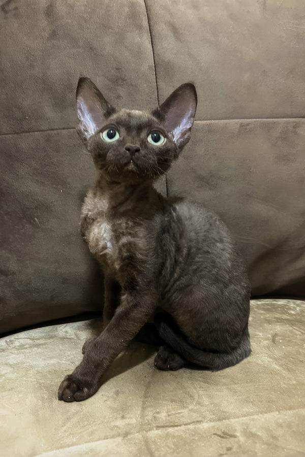 Oskar | Devon Rex Kitten