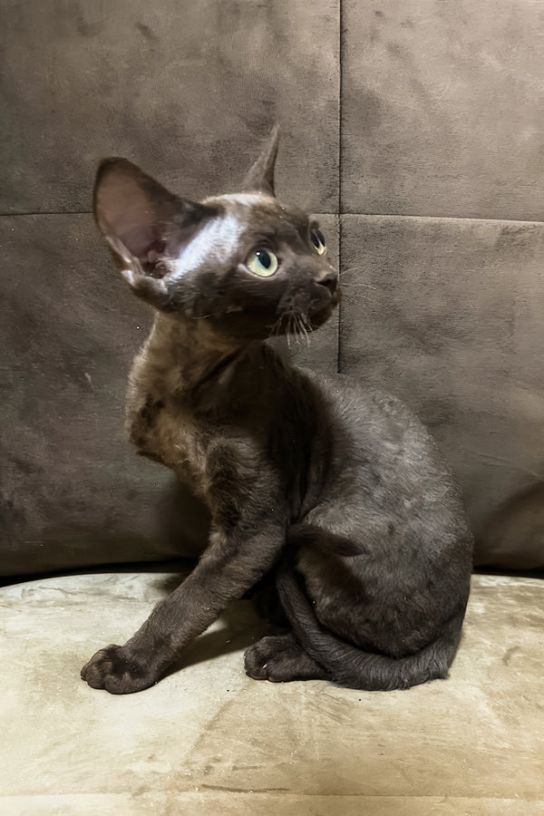 Oskar | Devon Rex Kitten