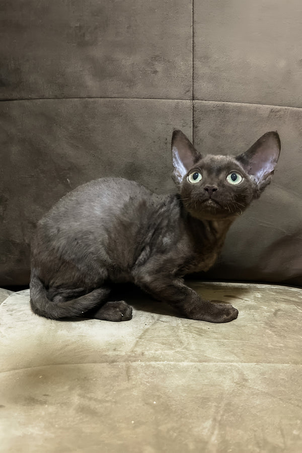 Oskar | Devon Rex Kitten