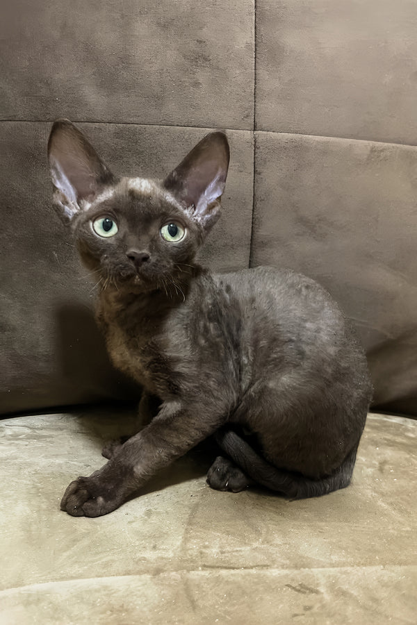 Oskar | Devon Rex Kitten
