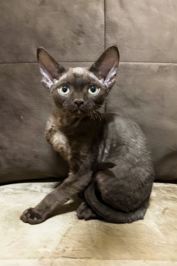Oskar | Devon Rex Kitten