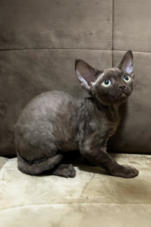 Oskar | Devon Rex Kitten