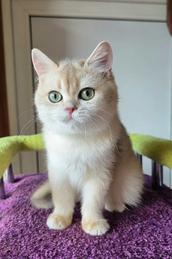 Oskar | British Shorthair Kitten