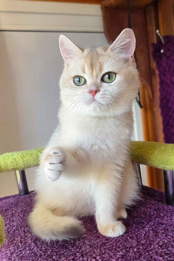 Oskar | British Shorthair Kitten