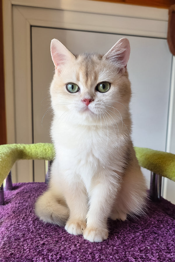 Oskar | British Shorthair Kitten