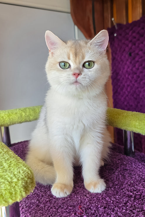 Oskar | British Shorthair Kitten