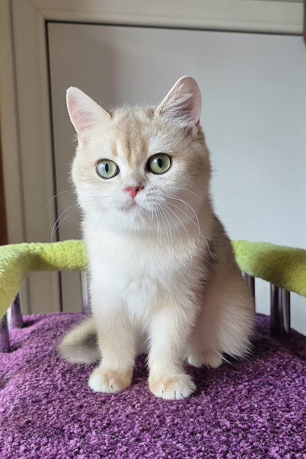 Oskar | British Shorthair Kitten