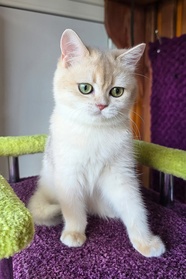 Oskar | British Shorthair Kitten