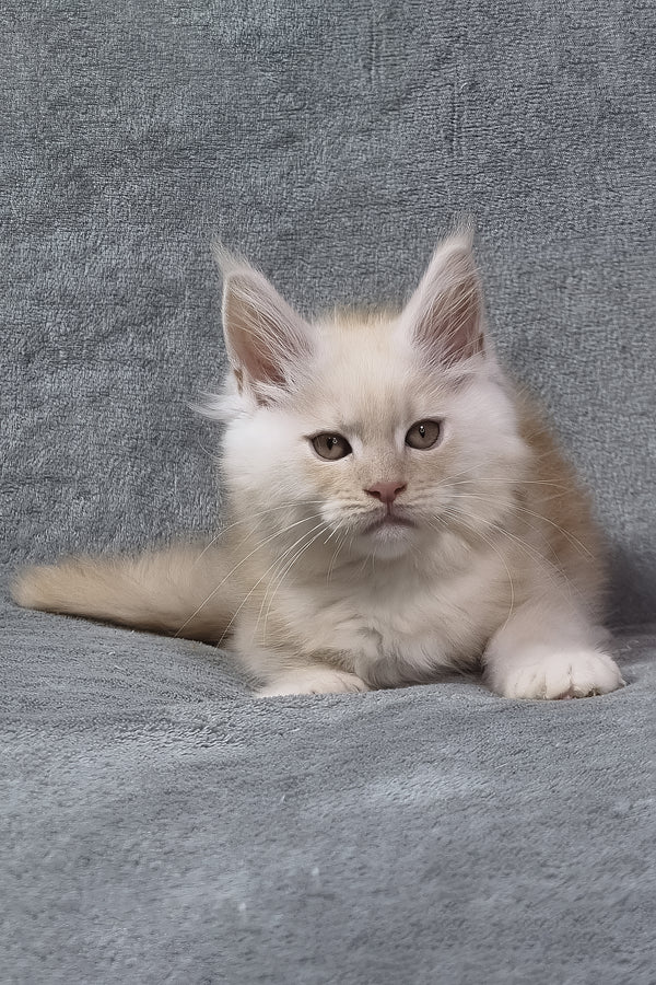 Oslan | Maine Coon Kitten