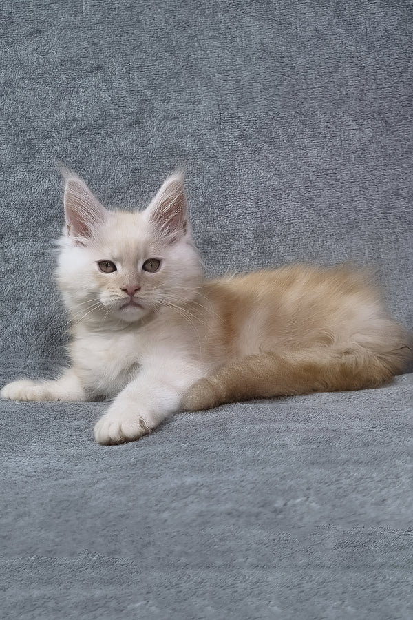 Oslan | Maine Coon Kitten
