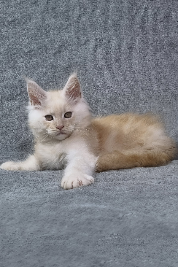 Oslan | Maine Coon Kitten