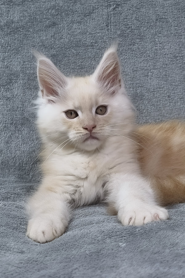 Oslan | Maine Coon Kitten