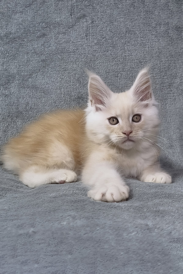 Oslan | Maine Coon Kitten
