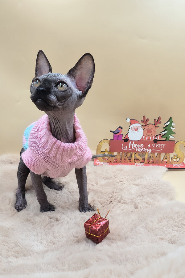 Otti | Sphynx Kitten