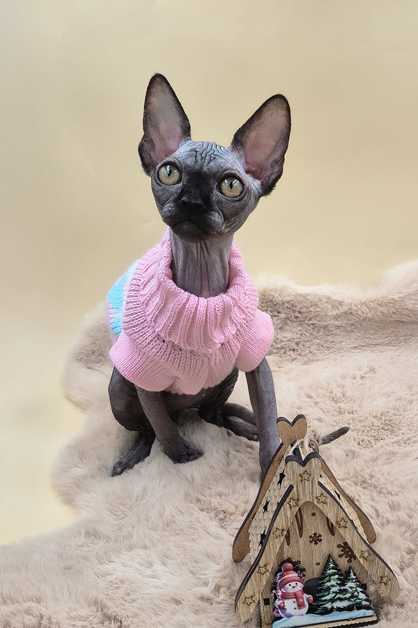 Otti | Sphynx Kitten