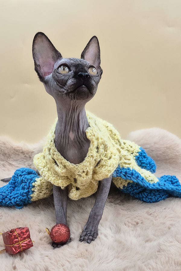 Otti | Sphynx Kitten