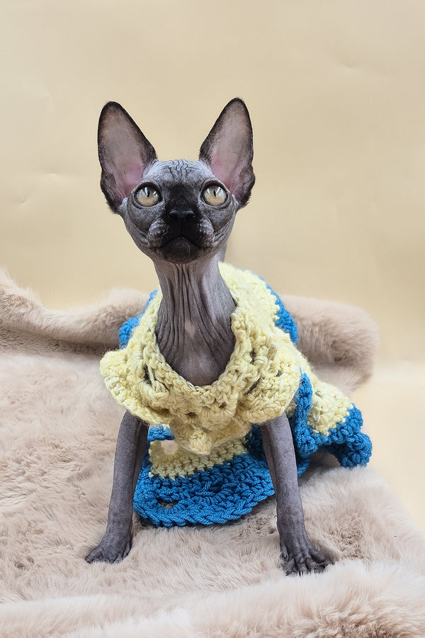 Otti | Sphynx Kitten