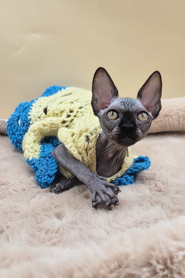 Otti | Sphynx Kitten