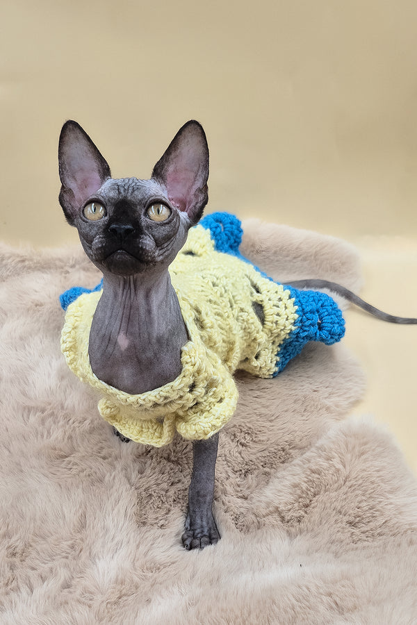 Otti | Sphynx Kitten