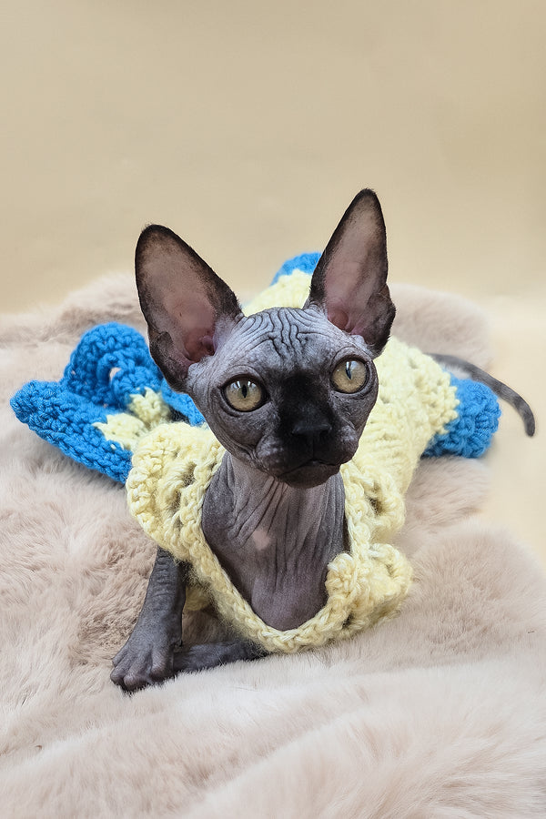 Otti | Sphynx Kitten