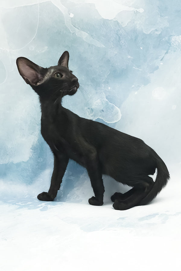 Otto | Oriental Shorthair Kitten