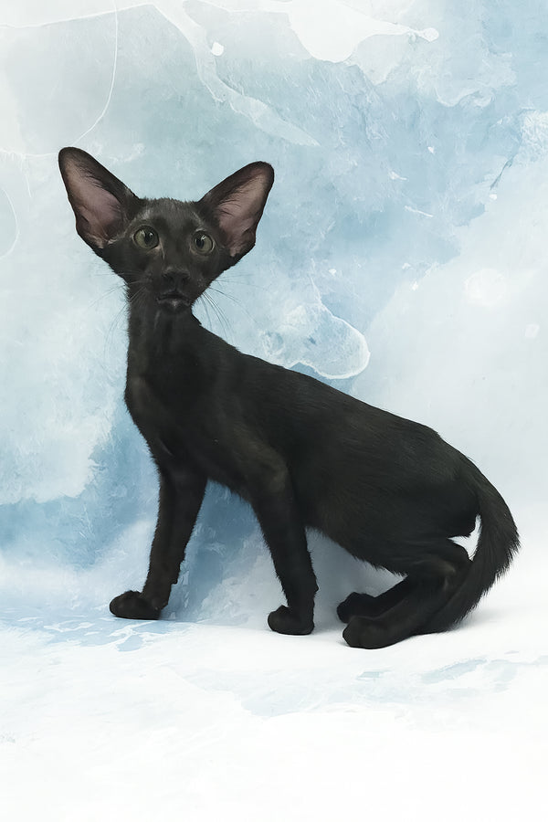 Otto | Oriental Shorthair Kitten