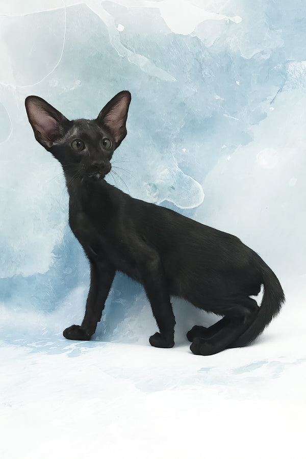 Otto | Oriental Shorthair Kitten
