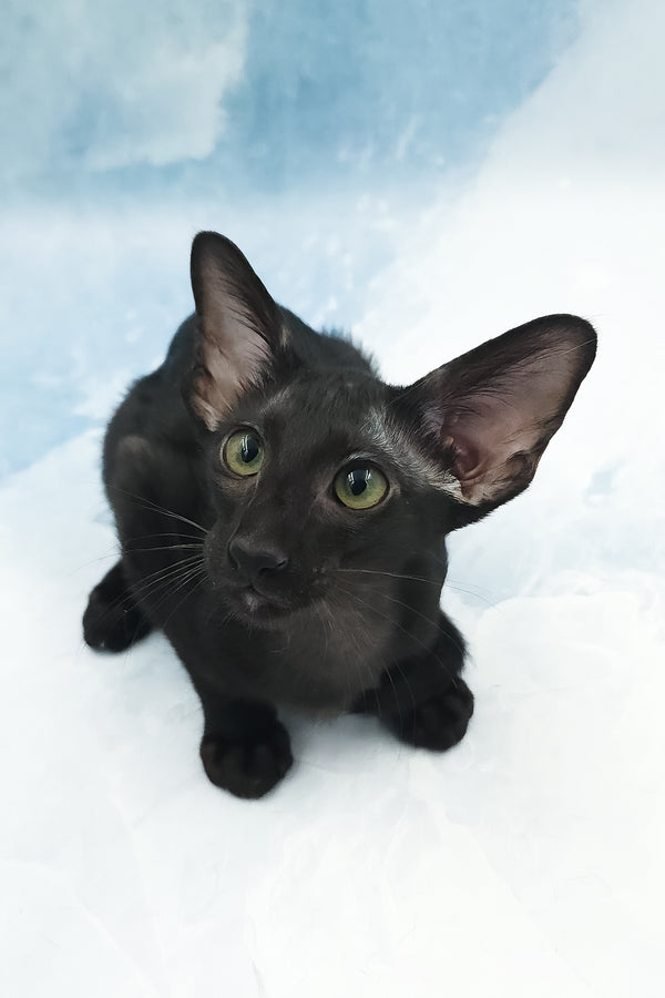 Otto | Oriental Shorthair Kitten