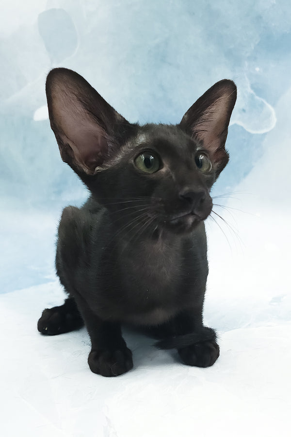 Otto | Oriental Shorthair Kitten