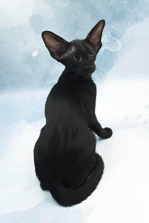 Otto | Oriental Shorthair Kitten