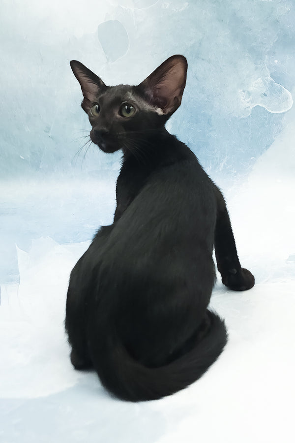 Otto | Oriental Shorthair Kitten