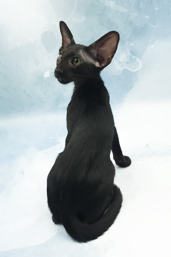 Otto | Oriental Shorthair Kitten