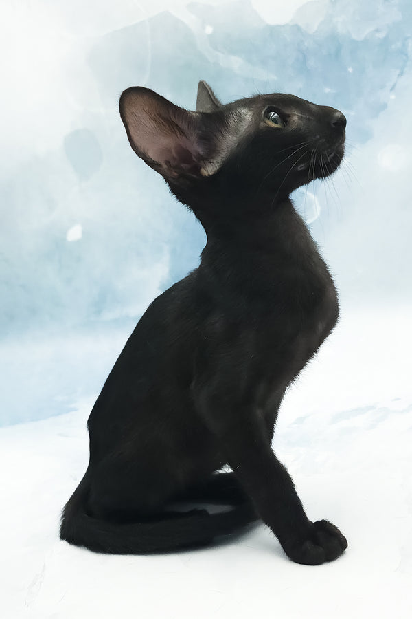 Otto | Oriental Shorthair Kitten