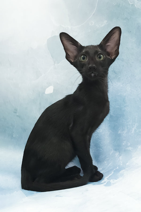 Otto | Oriental Shorthair Kitten