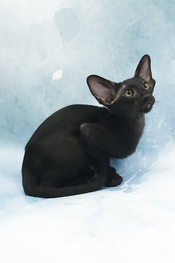 Otto | Oriental Shorthair Kitten