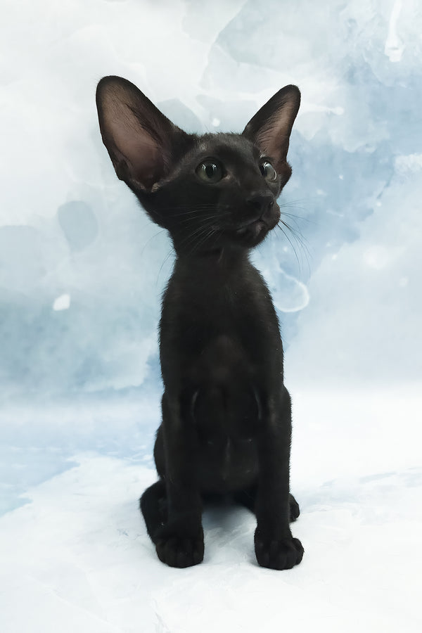 Otto | Oriental Shorthair Kitten