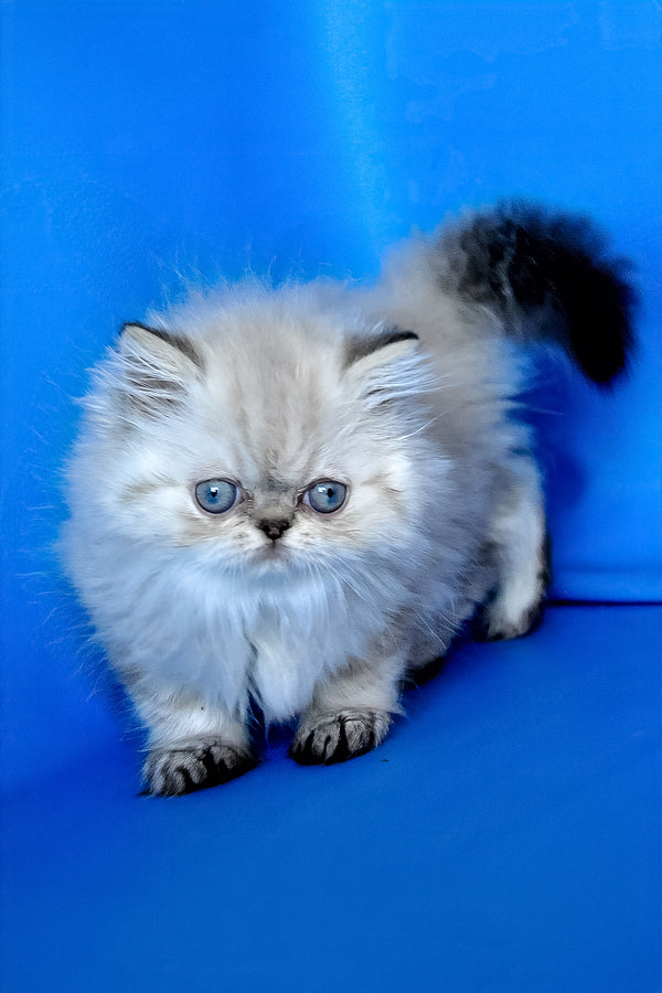 Paola | Persian Kitten