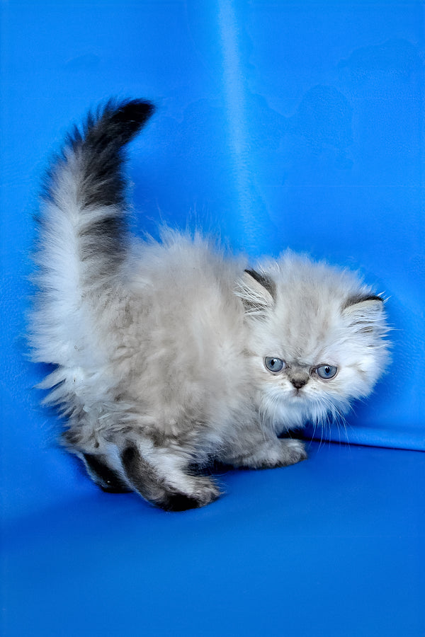 Paola | Persian Kitten