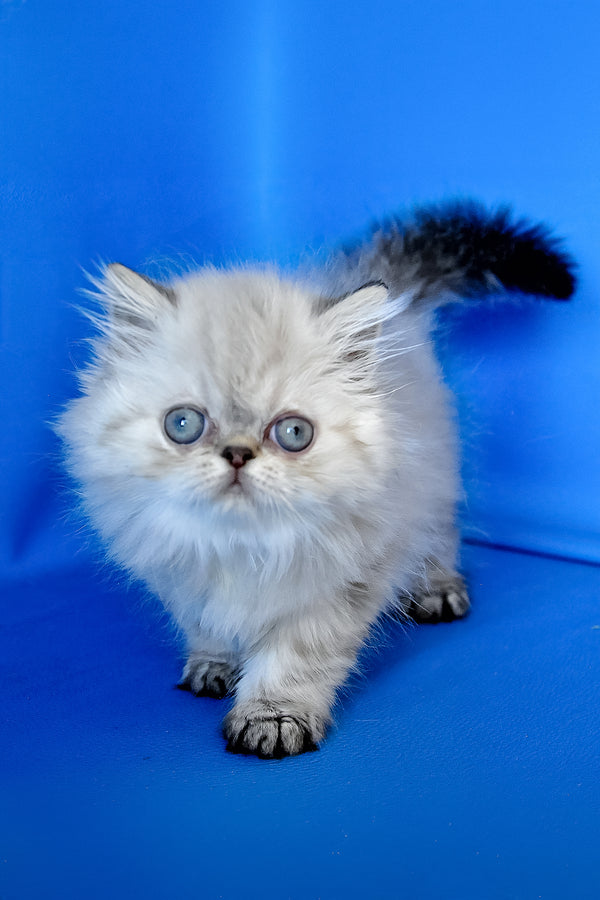 Paola | Persian Kitten