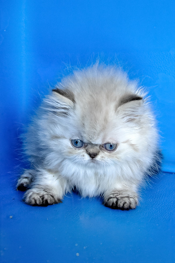Paola | Persian Kitten